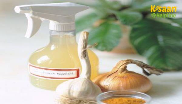 लहसुन कीट नियंत्रण के रूप में: लहसुन के साथ कीटों को नियंत्रित करने के लिए सुझाव